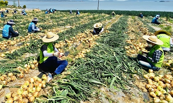 한국농수산식품유통공사 임직원 양파 농가 일손돕기 현장 모습 ⓒ 한국농수산식품유통공사