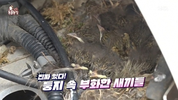 21일 SBS 'TV동물농장'에 소개된 경주엑스포 직원 업무용 전기차 엔진룸에 둥지를 튼 딱새가족의 모습 /사진=경주엑스포