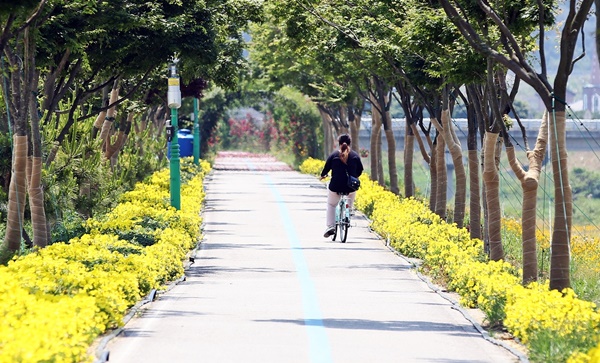 정읍시 어린이교통공원부터 문화광장 자전거 도로변을 잇는 길에 황금달맞이꽃이 만개했다. ⓒ정읍시