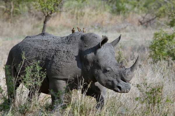 회색코뿔소는 지속적인 경고를 통해 충분히 예측할 수 있었지만 사람들이 간과하고 있다가 위험에 빠지는 것을 말합니다ⓒ픽사베이