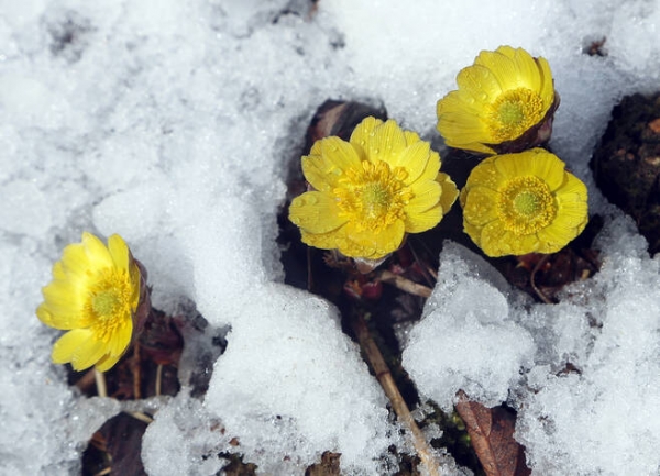 봄의 전령사 복수초가 눈 속에 노란 꽃망울을 활짝 터트렸다. 복수초는 눈 속에서 피는 꽃이라 하여 '설연화', '얼음새꽃' 이라고도 부른다. ⓒ연합뉴스