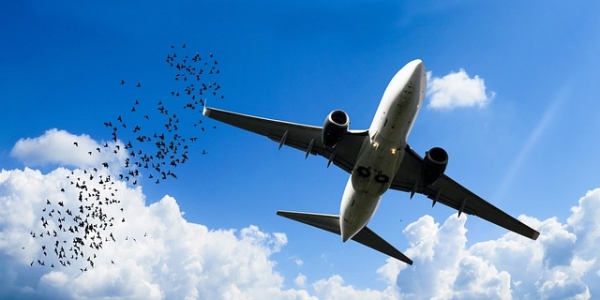 항공기 조류 충돌(Bird Strike)은 자칫 큰 인명 피해로 이어질 수 있는 위험한 사고다. ⓒ 픽사베이