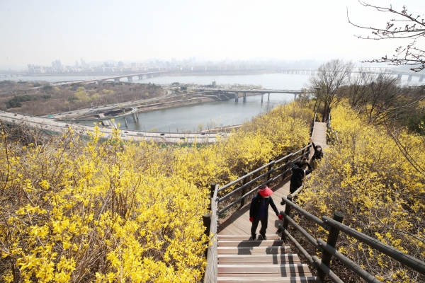 전국이 맑고 완연한 봄 날씨가 이어지고 있는 23일 오후 서울 성동구 응봉산에 개나리가 피어 있다. ⓒ뉴시스