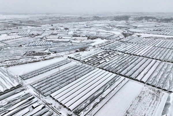 농경지에 흰 눈이 쌓인 모습. ⓒ연합뉴스